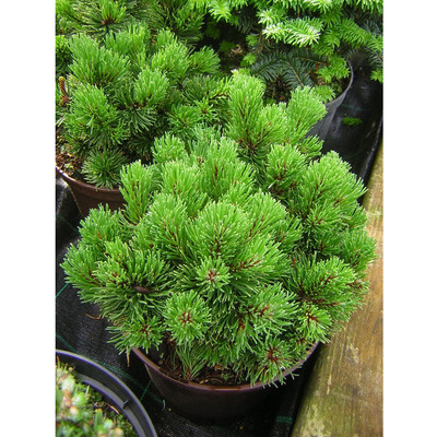 Havasi törpefenyő Pinus mugo var. pumilio
