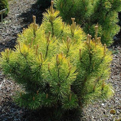 Pinus mugo 'Wintersonne' Arany Havasi törpefenyő