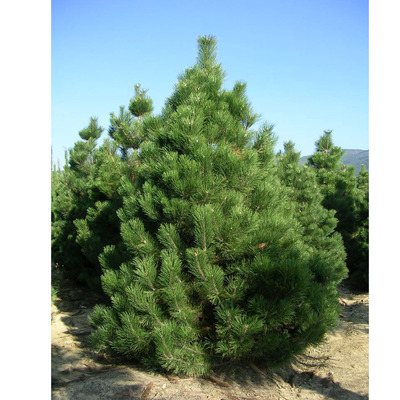 Pinus nigra 'Austriaca Compacta' Feketefenyő