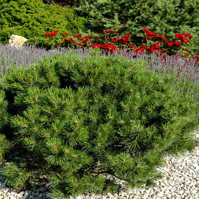 Pinus nigra 'Bambino' Törpe gömb feketefenyő