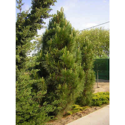 Pinus nigra 'Fastigiata' Oszlopos feketefenyő