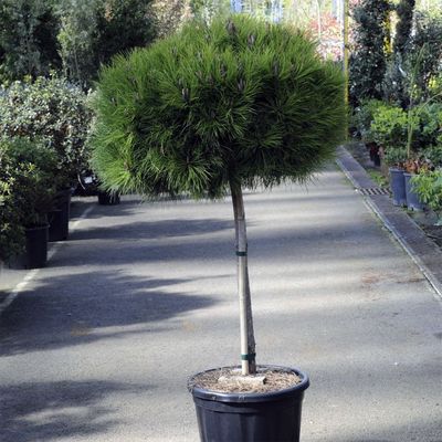 Törpe feketefenyő Pinus nigra 'Marie Bregeon'