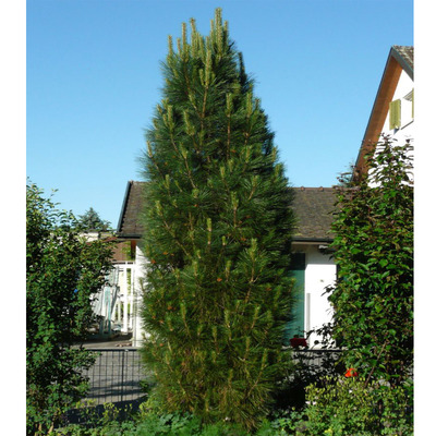 Pinus nigra 'Pyramidalis' Feketefenyő