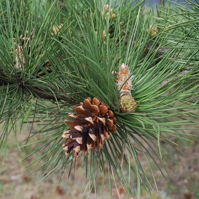 Feketefenyő Pinus nigra