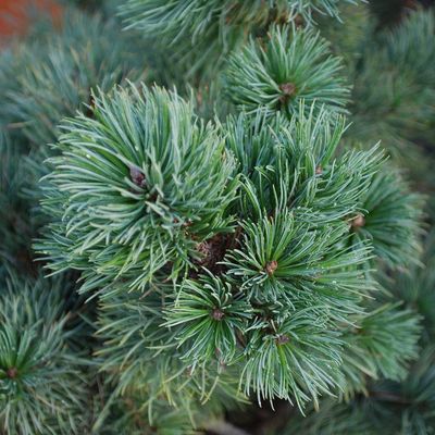 Pinus parviflora 'Negishi' Japán fehérfenyő