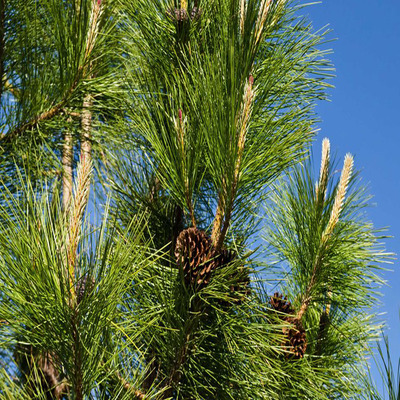 Pinus ponderosa Amerikai sárgafenyő