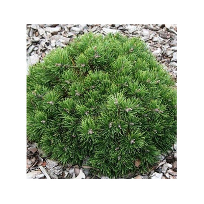 Pinus strobus 'Uncatena' Simafenyő