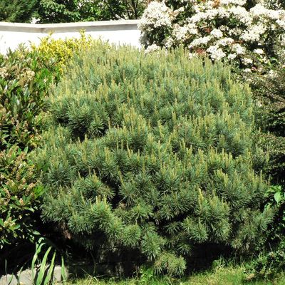 Pinus sylvestris 'Watereri' Törpe erdeifenyő