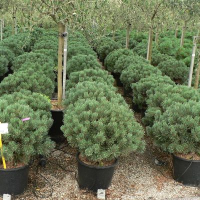 Törpe erdeifenyő Pinus sylvestris 'Watereri'
