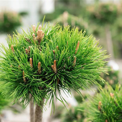 Kampósfenyő Pinus uncinata