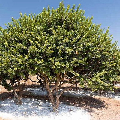 Pistacia lentiscus Örökzöld pisztácia