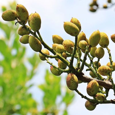 Örökzöld pisztácia Pistacia lentiscus