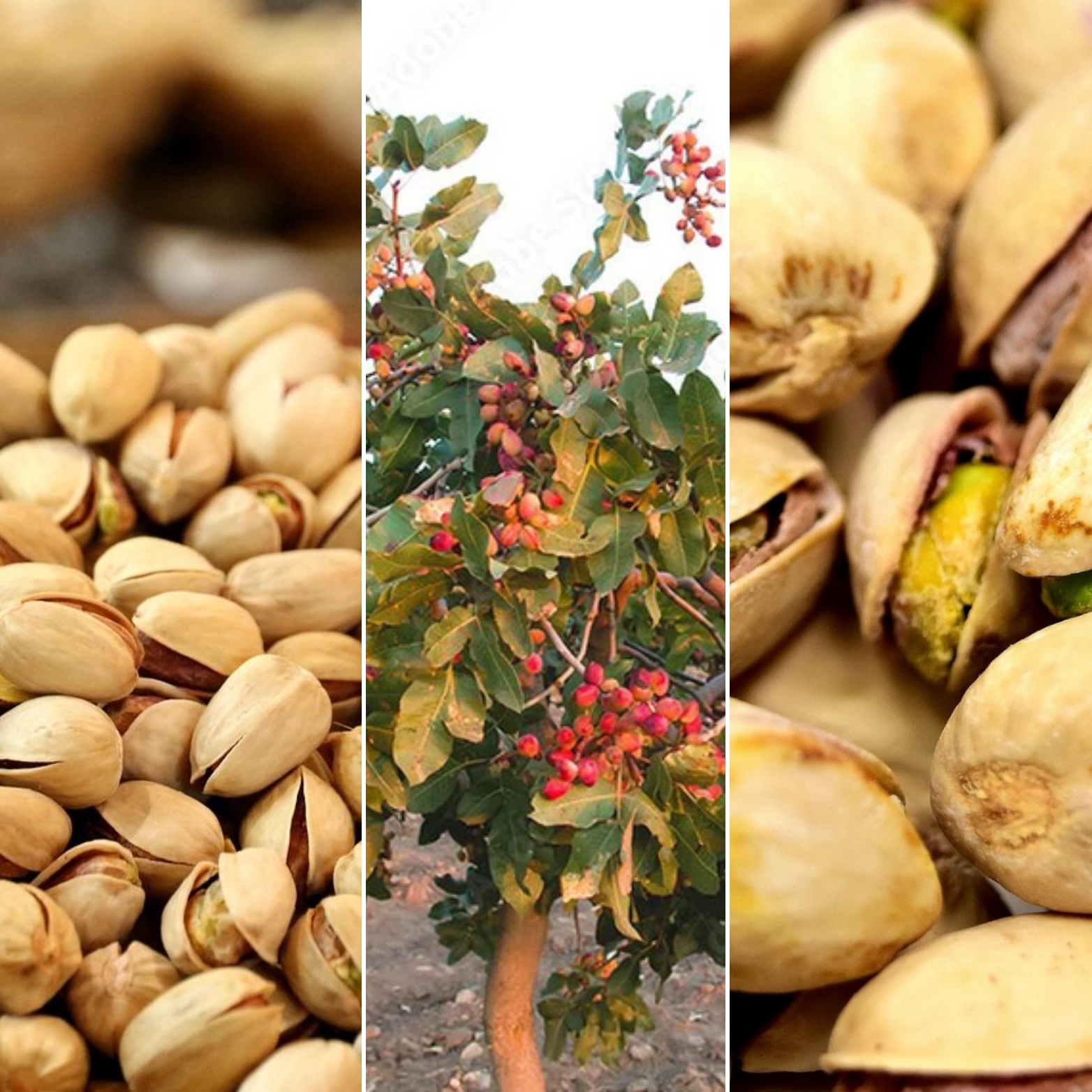 Pistacia vera 'Kerman' Termős piszt&aacute;cia