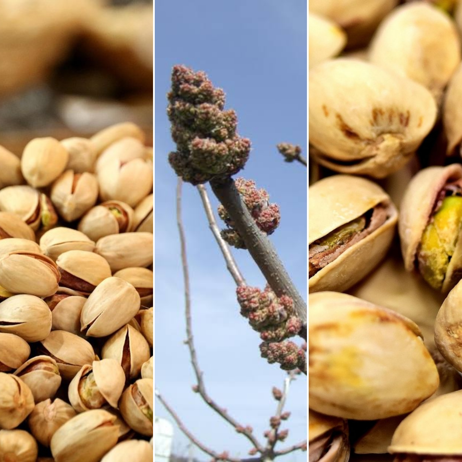 Pistacia vera 'Peters' Porz&oacute;s piszt&aacute;cia