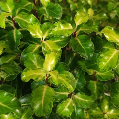 Pittosporum tenuifolia 'Gold Star' K&iacute;nai enyvesmag