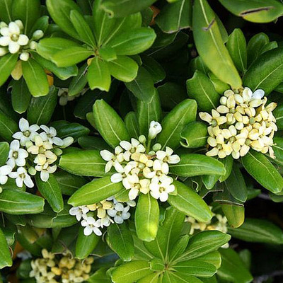 Törpe enyvesmag Pittosporum tobira 'Nana'