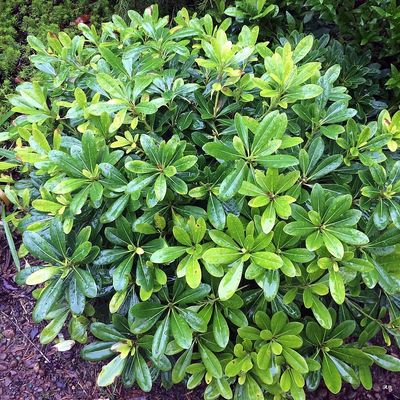 Pittosporum tobira Enyvesmag
