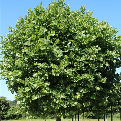 Platanus hispanica 'Alphen's Globe' Gömb platán