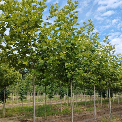 Platanus acerifolia Juharlevelű platán