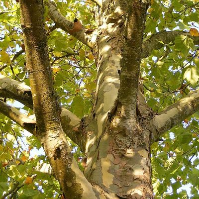 Juharlevelű platán Platanus acerifolia