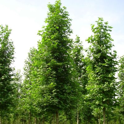 Platanus orientalis 'Digitata' Szeldeltlevelű keleti platán