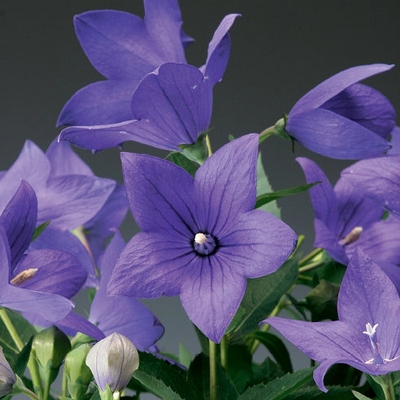 Platycodon grandiflorus 'Astra Blue'  Léggömbvirág