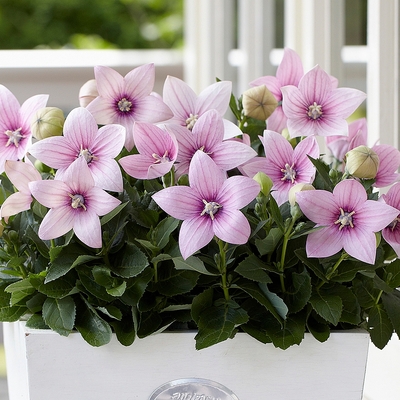 Platycodon grandiflorus 'Astra Rose' Léggömbvirág
