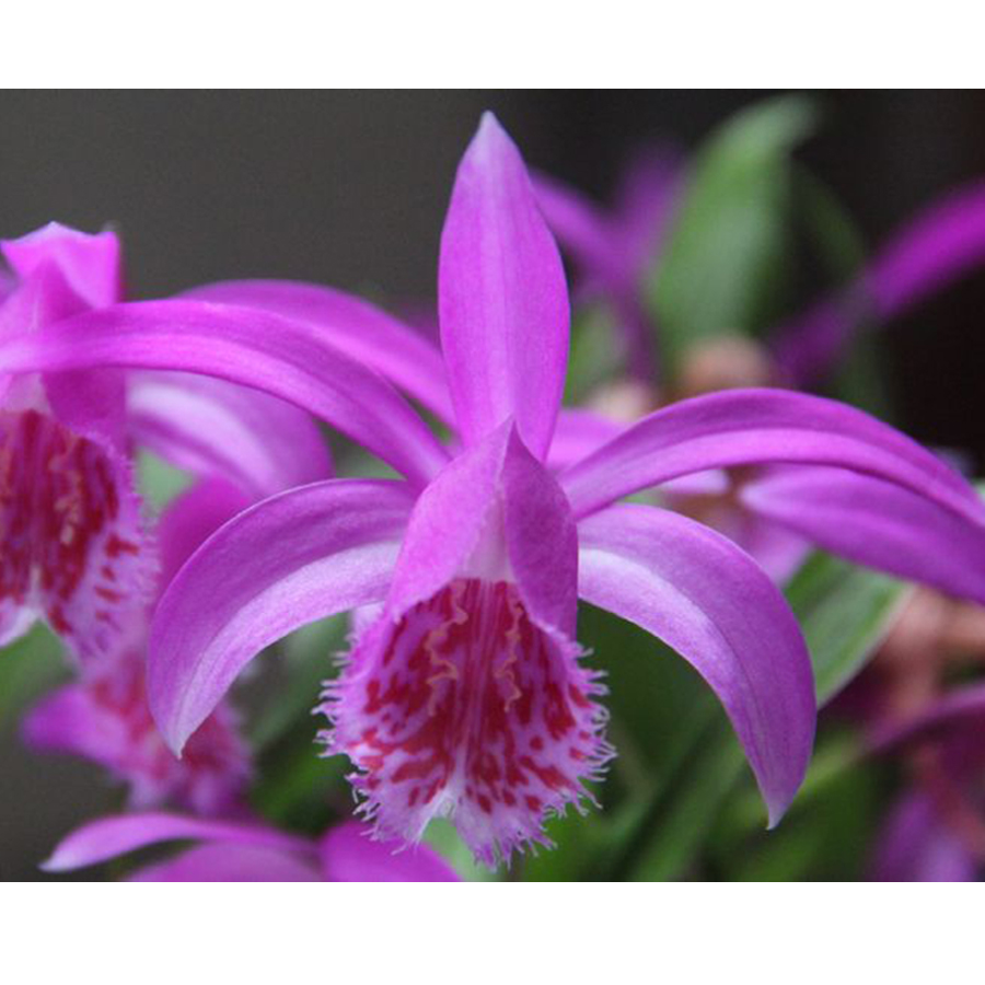 Pleione formosana 'Tongariro' Tibeti orchidea