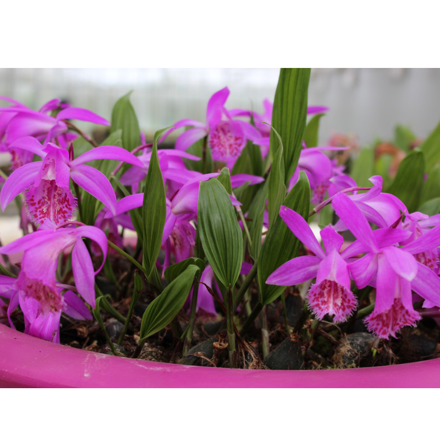Tibeti orchidea Pleione formosana 'Tongariro'