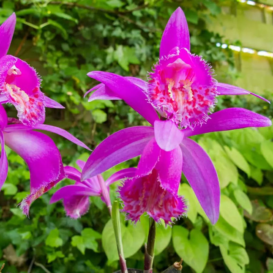 Tibeti orchidea Pleione formosana 'Tongariro'