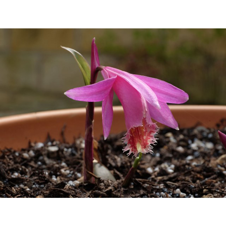 Tibeti orchidea Pleione formosana 'Tongariro'