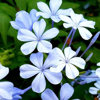 Plumbago ariuculata Ólomvirág