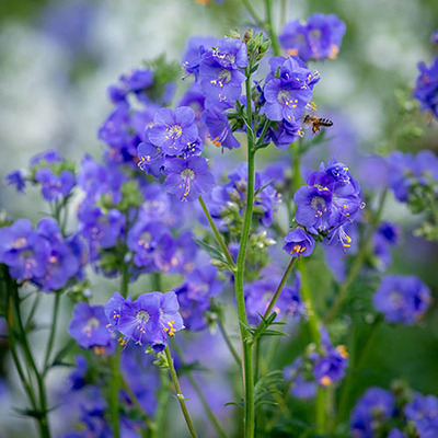 Polemonium reptans 'Blue Pearl' Csatavir&aacute;g