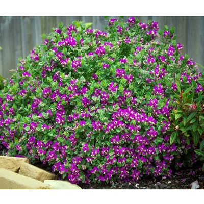 Polygala myrtifolia Pacsirtafű