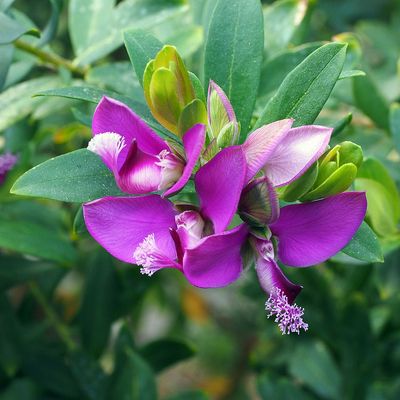 Pacsirtafű Polygala myrtifolia