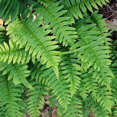 Polypodium vulgare Édesgyökerű páfrány