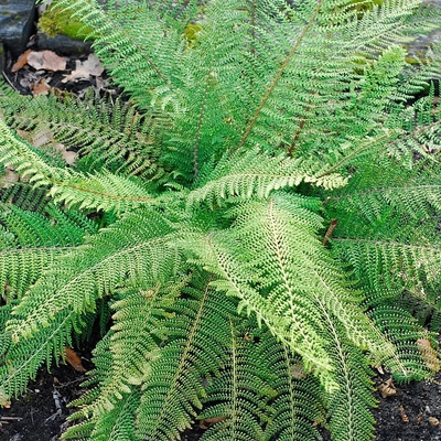 Polystichum setiferum 'Proliferum Herrenhausen' Vesepáfrány