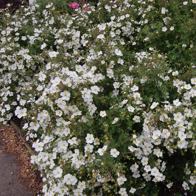 Potentilla fruticosa 'Abbotswood' Cserj&eacute;s pimp&oacute;