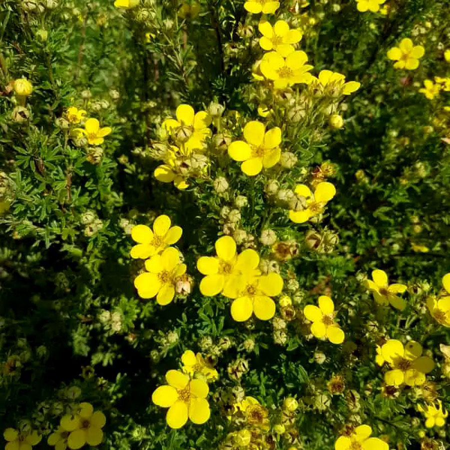 Potentilla fruticosa 'Bella Lindsey' Cserj&eacute;s pimp&oacute;