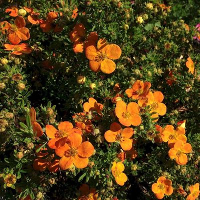 Potentilla fruticosa 'Bellasol' Cserjés pimpó