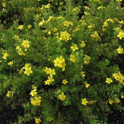 Potentilla fruticosa 'Goldfinger' Cserj&eacute;s pimp&oacute;