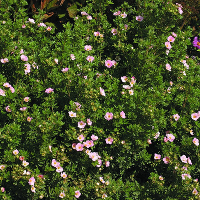 Potentilla fruticosa 'Lovely Pink' Cserjés pimpó