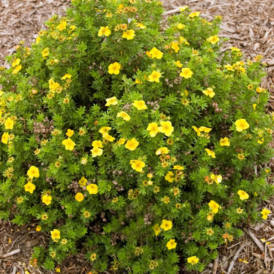 Potentilla fruticosa 'Mango Tango' Cserj&eacute;s pimp&oacute;