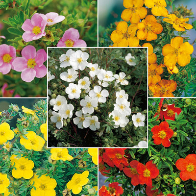 Potentilla fruticosa mix Cserjés pimpó