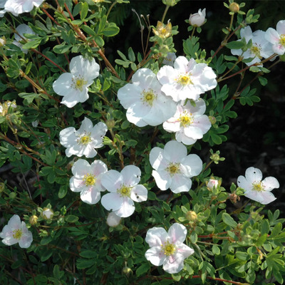 Potentilla fruticosa 'Snowflake' Cserj&eacute;s pimp&oacute;