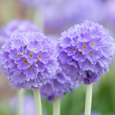 Primula denticulata 'Prom Lilac' G&ouml;mb&ouml;s kankalin