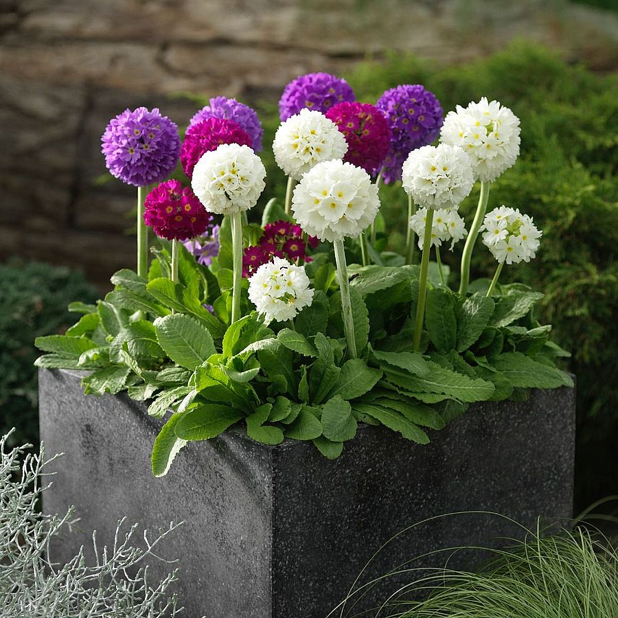 Primula denticulata mix Gömbös kankalin fajták