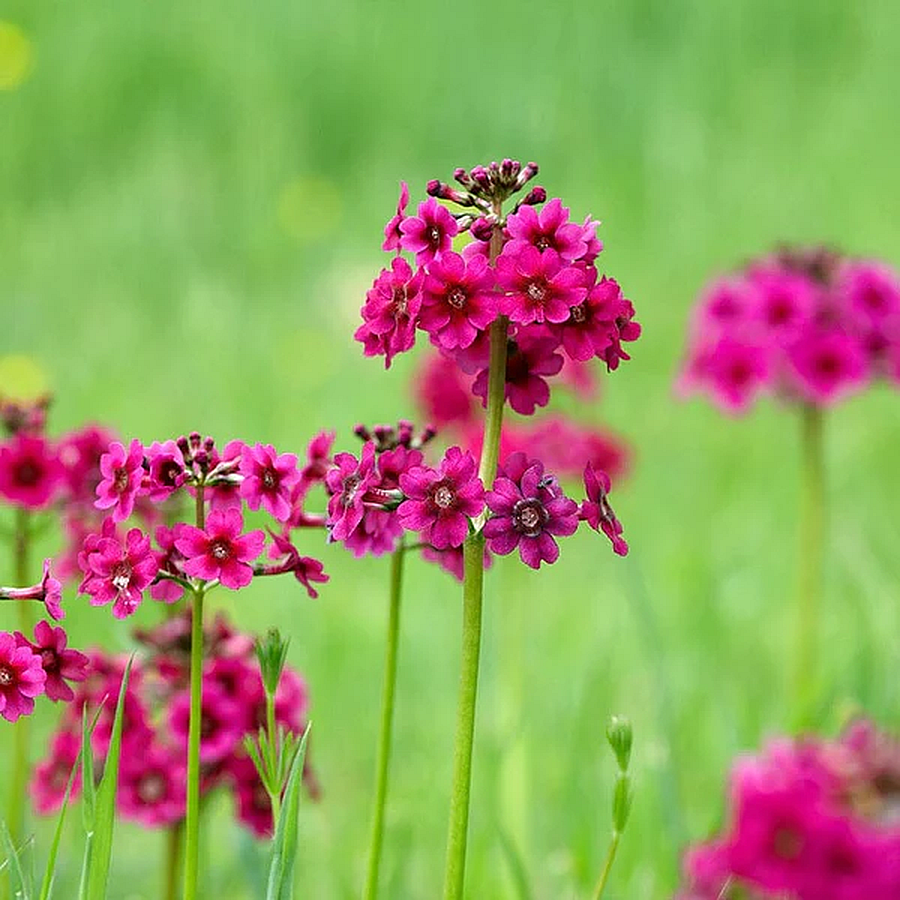 Primula japonica 'Miller's Crimson' Jap&aacute;n kankalin