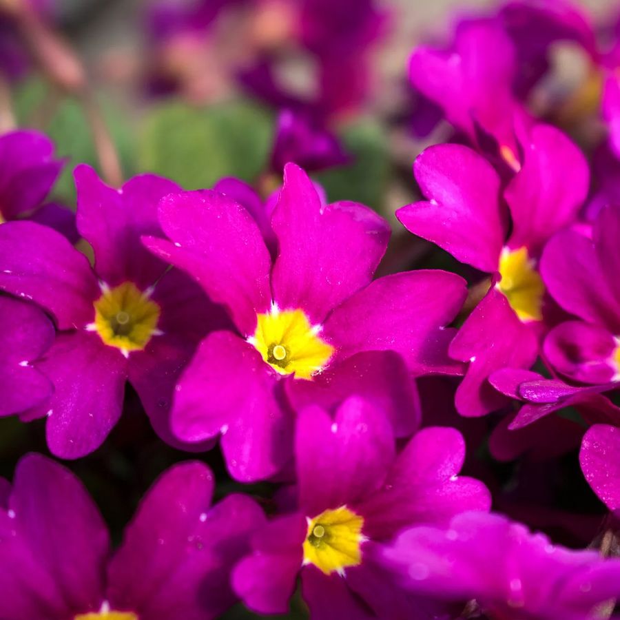 Primula x pruhoniciana 'Wanda' Szőnyegkankalin