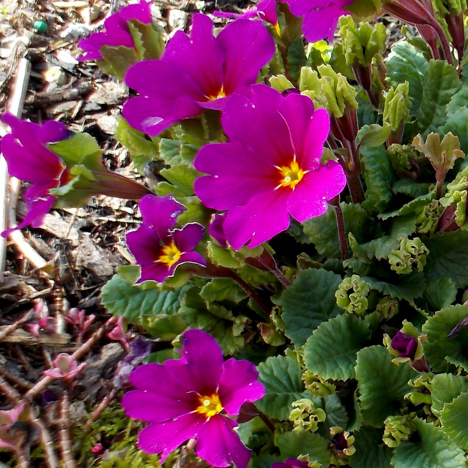 Szőnyegkankalin Primula x pruhoniciana 'Wanda'